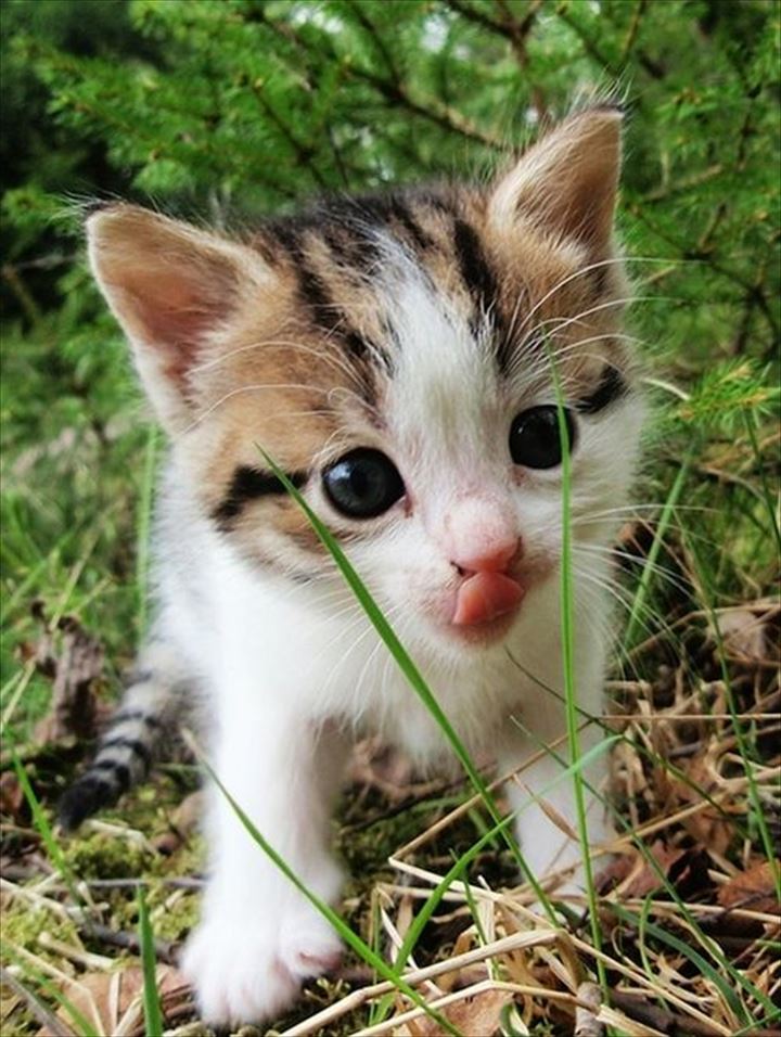 可愛い舌　猫4